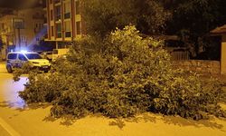 Beyşehir'de devrilen ağaç trafiği kapattı!