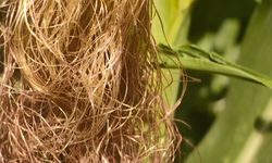 Mısır tarımında kritik detay: püsküller neden aşırı uzuyor?