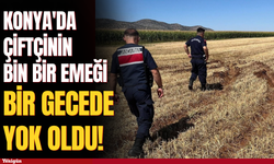 Konya'da çiftçinin bin bir emeği bir gecede yok oldu!
