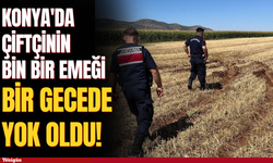 Konya'da çiftçinin bin bir emeği bir gecede yok oldu!