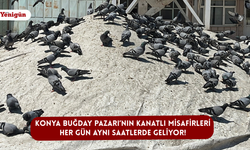 Konya Buğday Pazarı’nın kanatlı misafirleri her gün aynı saatlerde geliyor!