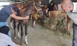 Halkapınar'da asil safkan atlar güvence altında!
