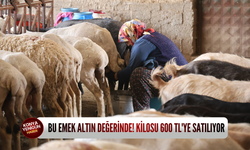Konya'nın dağlarındaki bu emek kilosu 600 TL'den alıcı buluyor