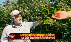 Konya'da buğday tarlaları değişiyor! Yeni ürün üreticinin yüzünü güldürdü