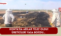 Konya'da arılar telef oldu! Üreticileri yasa boğdu...