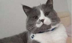 Nakipoğlu Mahallesi kayıp kedi Alf için ayakta!