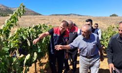Yöresel lezzet ekşi kara üzümde bereketli hasat mesaisi başladı