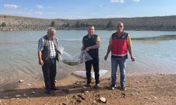 Beyşehir ve Hüyük'te göletler yavru sazanlarla buluştu!