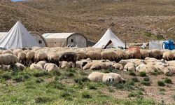 150 bin lira dahi sorunu çözmeye yetmedi!