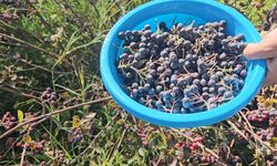 Konya’da "süper meyve" aronyada hasat mesaisi başladı!