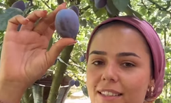 Eriğin kilosu toplama maliyetini karşılamadı: Akşehirli üreticiden görenleri şaşırtan davet!