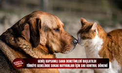 Geniş kapsamlı saha denetimleri başlatıldı: Türkiye genelinde sokak hayvanları için sıkı kontrol dönemi