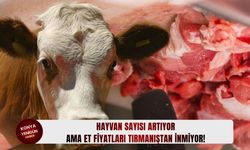 Hayvan sayısı artıyor ama et fiyatları tırmanıştan inmiyor!