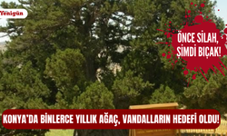 Konya’da binlerce yıllık ardıç vandalların hedefi oldu!