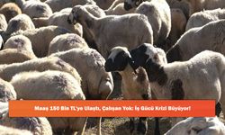 Maaş 150 Bin TL’ye Ulaştı, Çalışan Yok: İş Gücü Krizi Büyüyor!