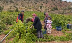 Hadim'de bağ bozumu coşkusu: Üzümden geleneksel pekmeze