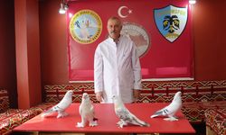Emekli astsubayın sıra dışı sevdası: 40 güvercin için 3+1 ev kiraladı
