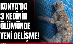 Konya’da 3 yavru kedinin ölümünde yeni gelişme! Şüpheli yakalandı