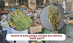 Bozkır’ın dağlarında yetişen şifa deposu; Hem ucuz hem faydalı!