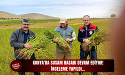 Konya’da susam hasadı devam ediyor! İnceleme yapıldı…