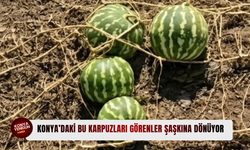 Tek kökten yüzlerce karpuz çıktı; Görenler şaşkına döndü