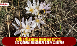 Çiğil Dağlarında sonbahar büyüsü: Güz Çiğdemleri görsel şölen sunuyor