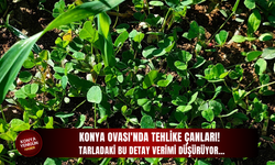 Konya Ovası'nda tehlike çanları! Tarladaki bu detay verimi düşürüyor…