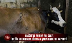 Ereğli’de ahırda acı olay: İneğin saldırısına uğrayan şahıs hayatını kaybetti!
