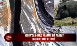 Konya'da domuz alarmı! Bir arabayı bakın ne hale getirdi...
