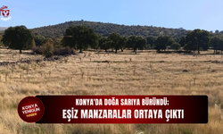Konya'da doğa sarıya büründü