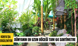Konya’da sergileniyor: Dünyanın en uzun böceği tam 64 santimetre