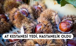 Konya'da at kestanesi yiyen bir kişi hastanelik oldu