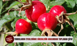 Torosların eteklerinde dikenlerin arasından toplanan şifa!