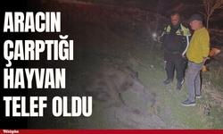 Karaman'da aracın çarptığı hayvan telef oldu