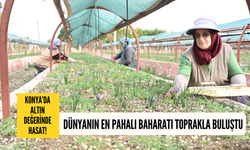 Konya’da altın değerinde hasat! Dünyanın en pahalı baharatı toprakla buluştu