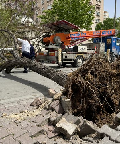 Konya'da fırtına ağaçları kökünden söktü
