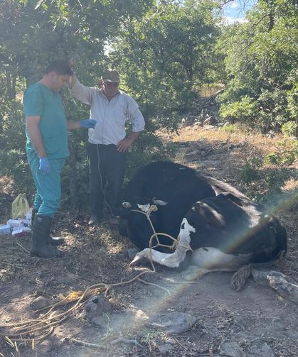 Kaybolan inek drone ile bulundu