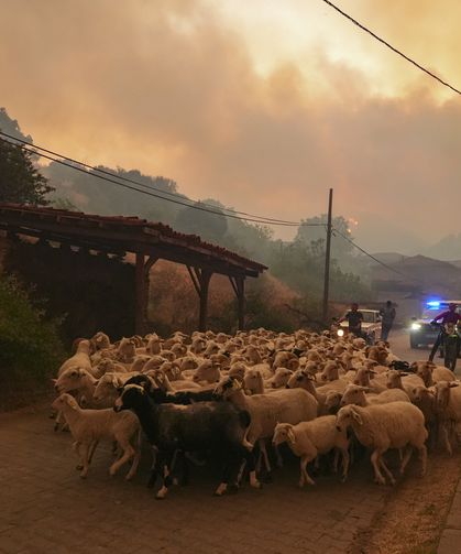 İzmir'de orman yangını devam ediyor!