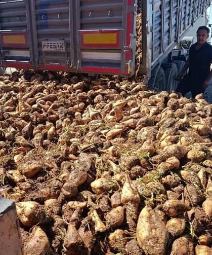 TÜRKŞEKER yeni sezon şeker pancarı alım fiyatını duyurdu