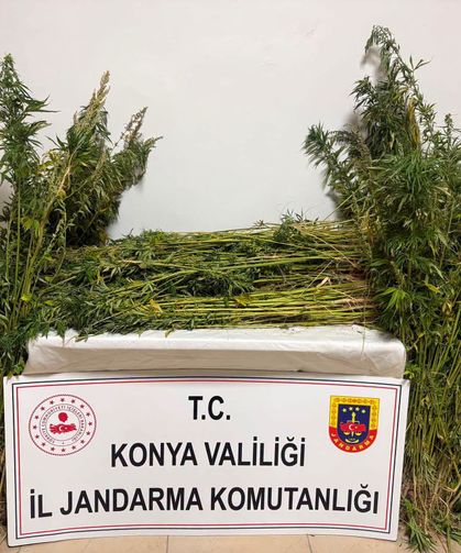 Cihanbeyli’de yasa dışı kenevir operasyonu: Yüzlerce kök ele geçirildi