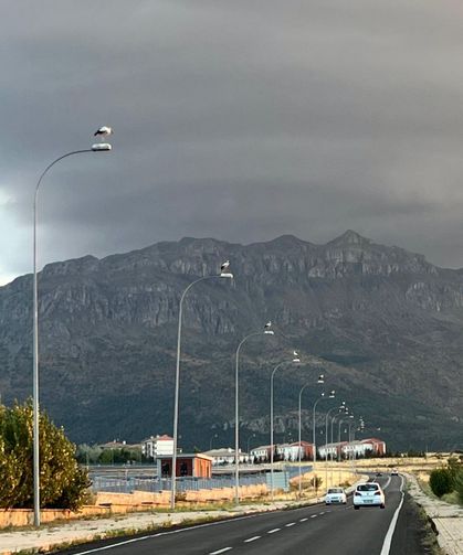 Yol boyunca uzanan elektrik direkleri leyleklerin yuvası oldu!