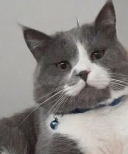 Nakipoğlu Mahallesi kayıp kedi Alf için ayakta!