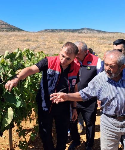 Yöresel lezzet ekşi kara üzümde bereketli hasat mesaisi başladı