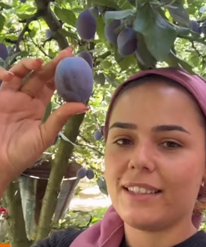 Eriğin kilosu toplama maliyetini karşılamadı: Akşehirli üreticiden görenleri şaşırtan davet!