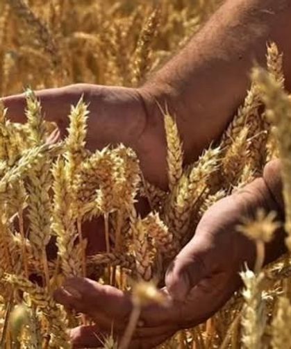 Konya'da arpa ve buğday almak isteyenler dikkat! İhale yapılacak