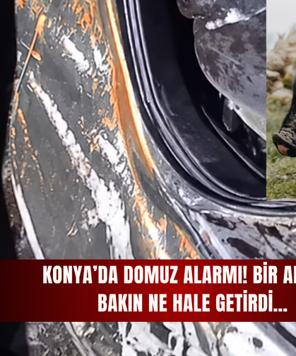Konya'da domuz alarmı! Bir arabayı bakın ne hale getirdi...