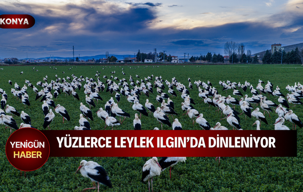 Yüzlerce leylek Ilgın’da dinleniyor