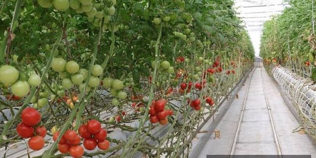 Bozkırın ortasında jeotermal enerji ile 4 mevsim domates yetiştiriliyor