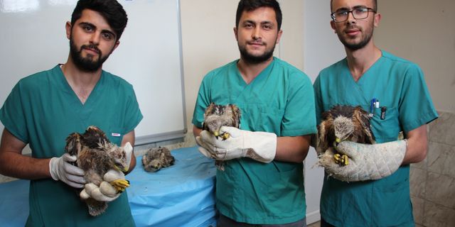 Karatay Hayvanat Bahçesi, kartal yavrularına  sahip çıktı