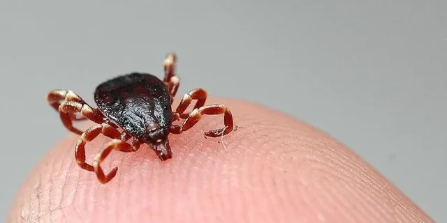 Sivas'ta KKKA hastalığı şüphesiyle tedavi gören kişi hayatını kaybetti